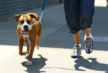dog walking business